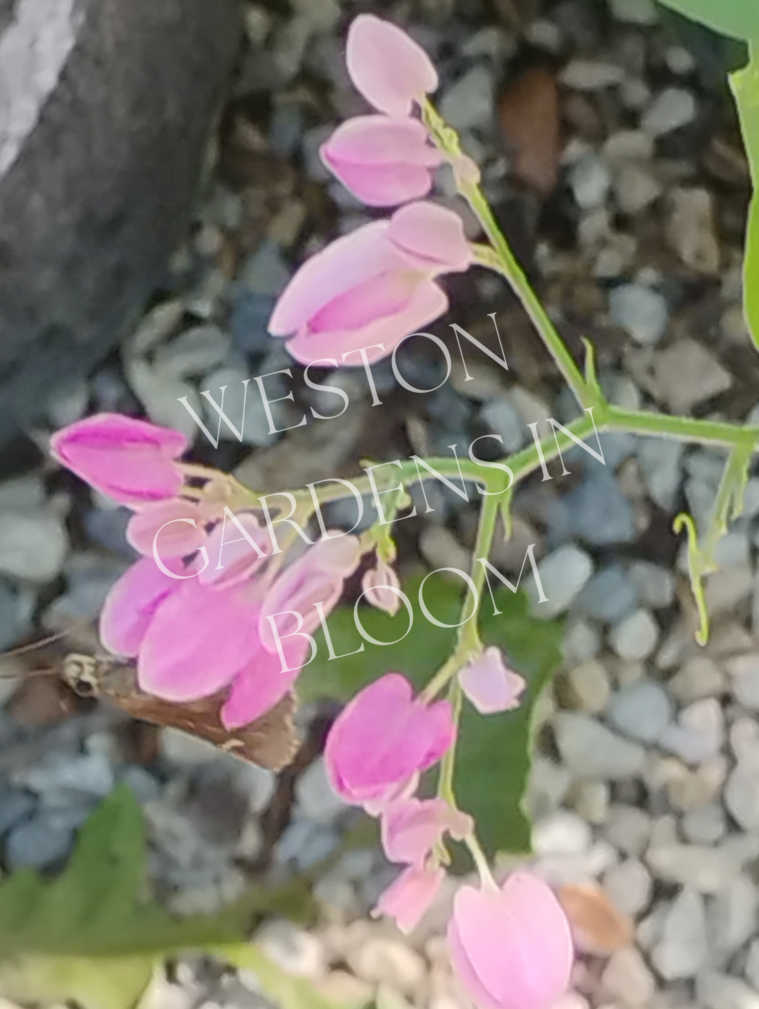 ウェストガーデンページ Plant Types — Weston Gardens